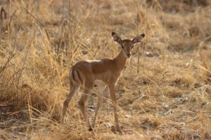 Impala-Kitz